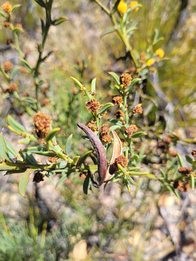 Acacia baxteri photo 4