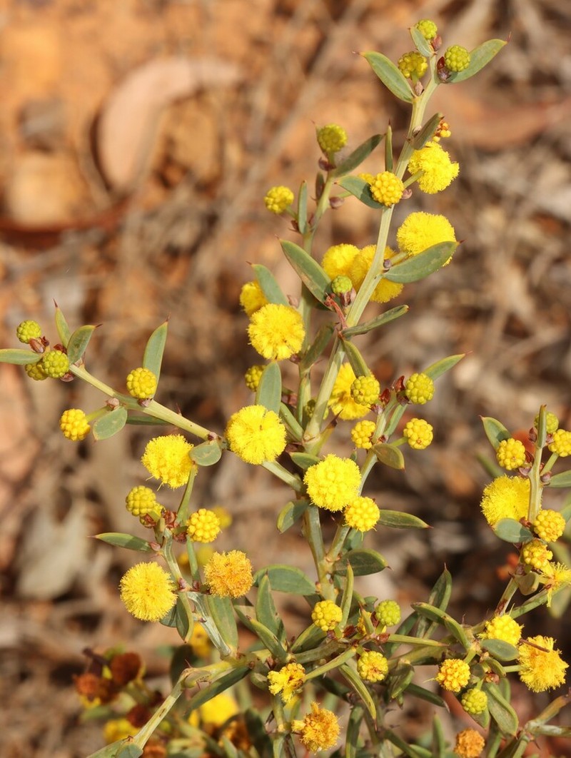 Acacia baxteri photo 5
