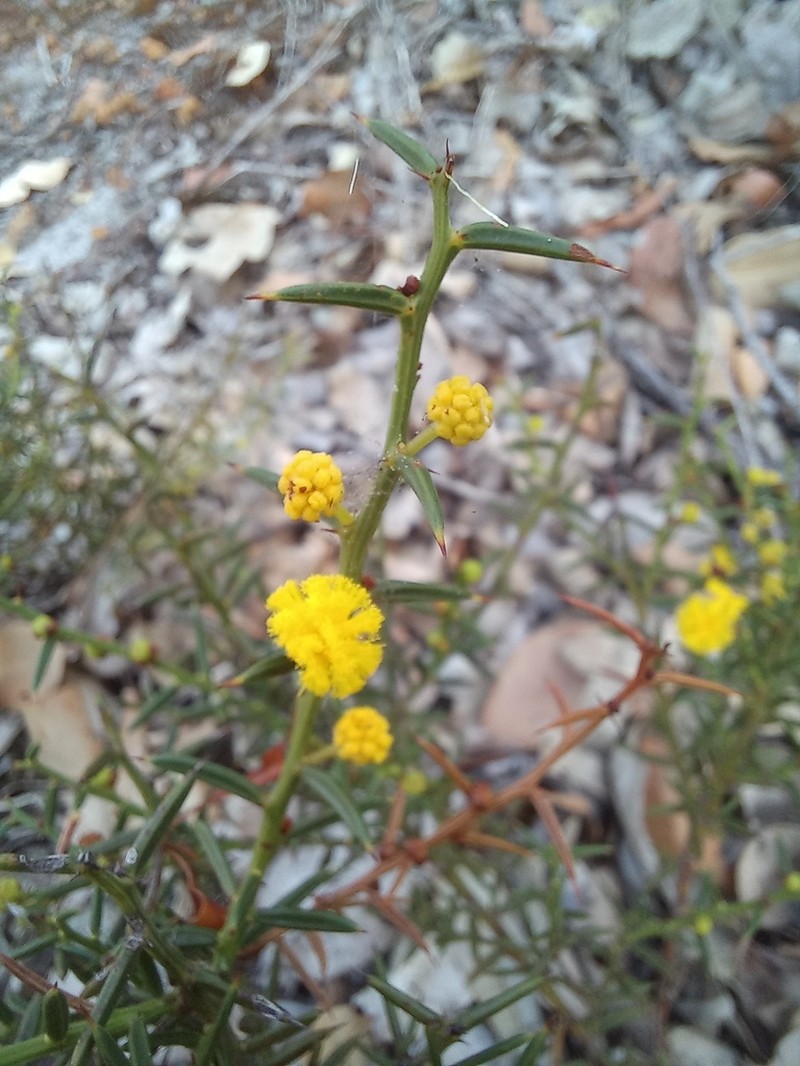 Acacia baxteri photo 6