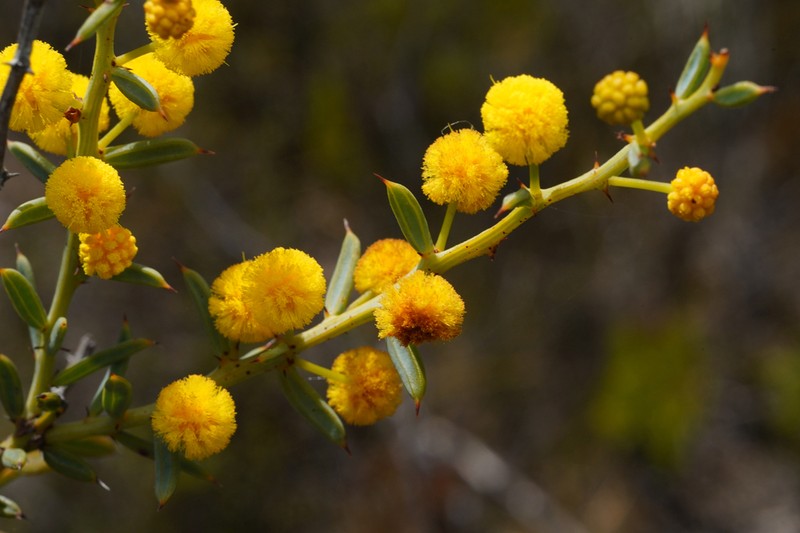 Acacia baxteri photo 7