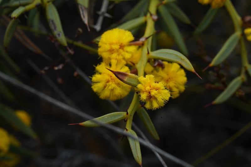 Acacia baxteri photo 8