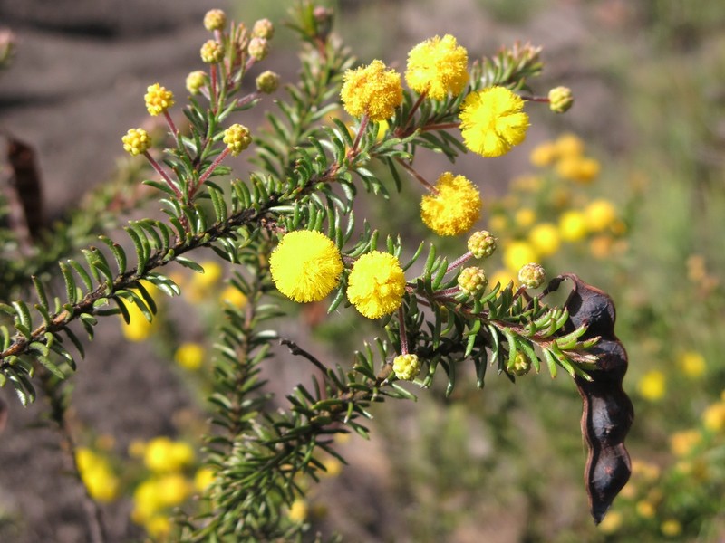 Acacia beadleana