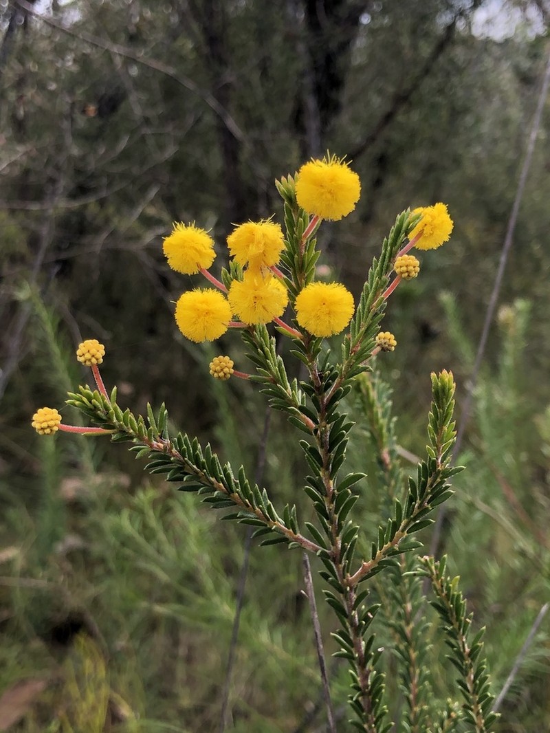 Acacia beadleana photo 3