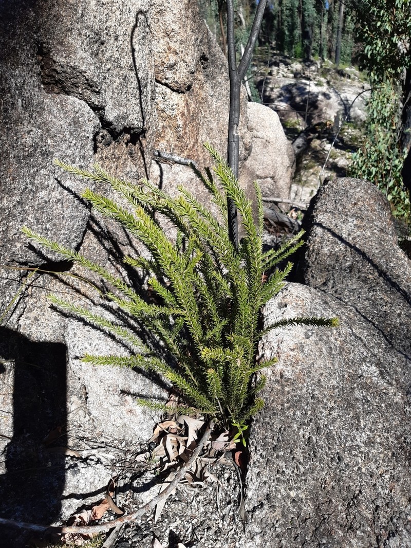Acacia beadleana photo 4