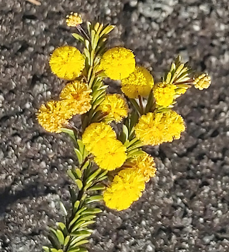 Acacia beadleana photo 5
