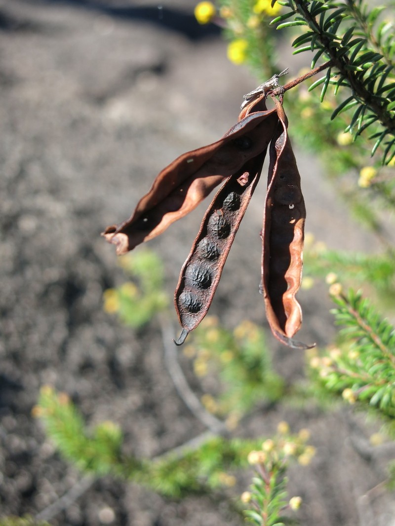Acacia beadleana photo 6