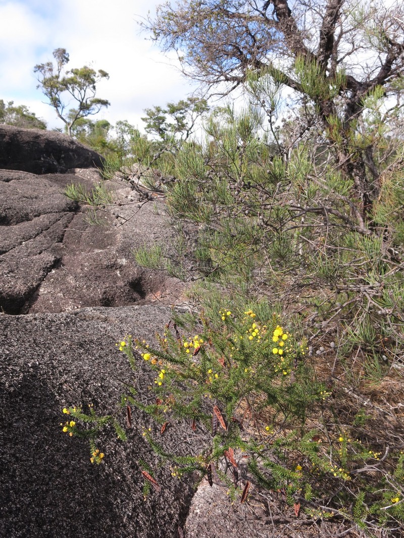 Acacia beadleana photo 7