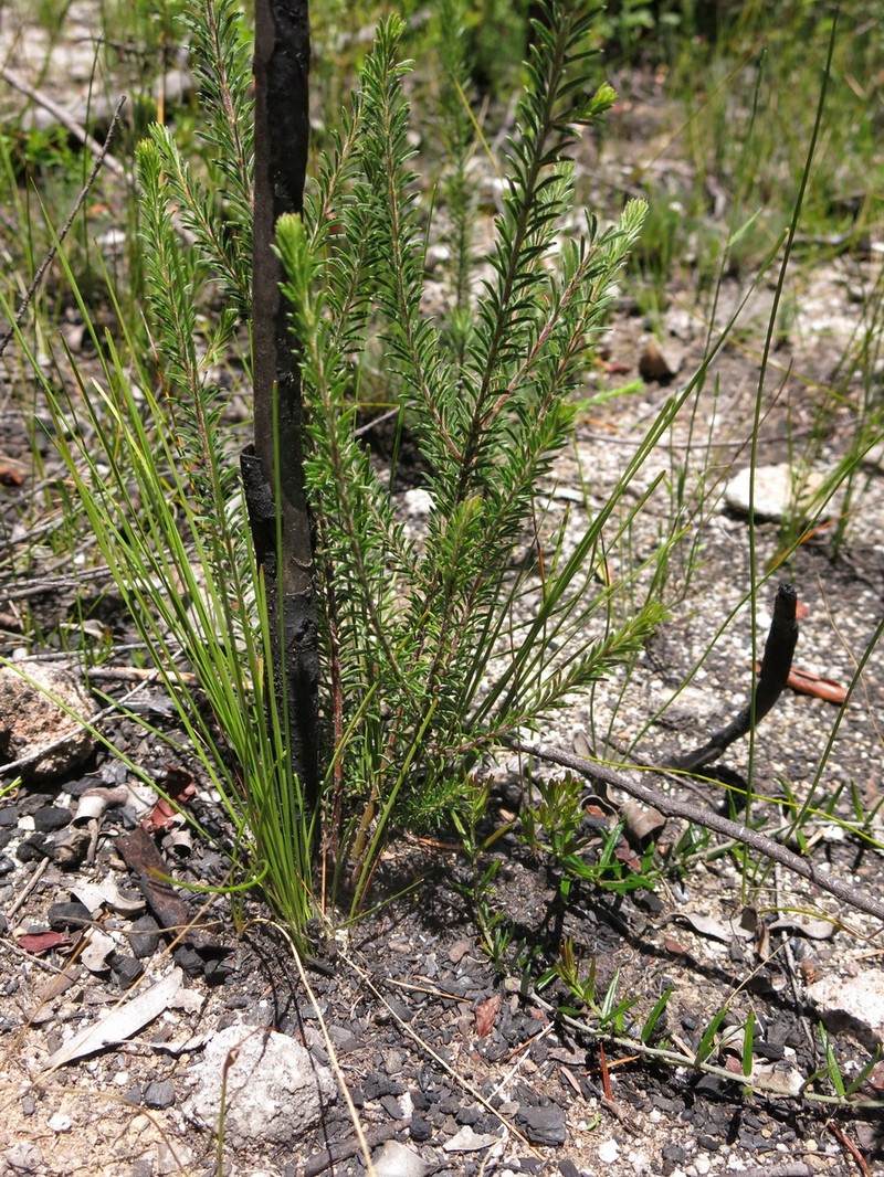 Acacia beadleana photo 8