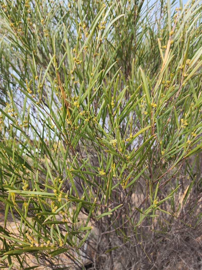 Acacia beauverdiana photo 4