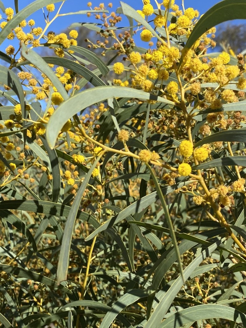 Acacia beauverdiana photo 5