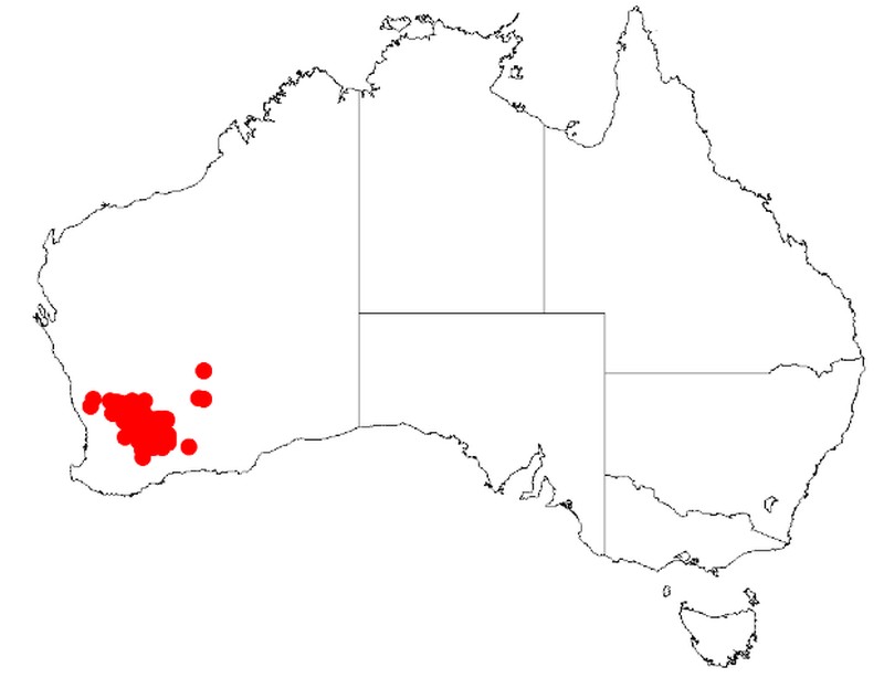 Acacia beauverdiana