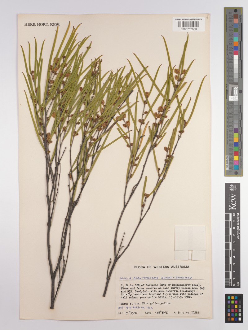 Acacia beauverdiana photo 2