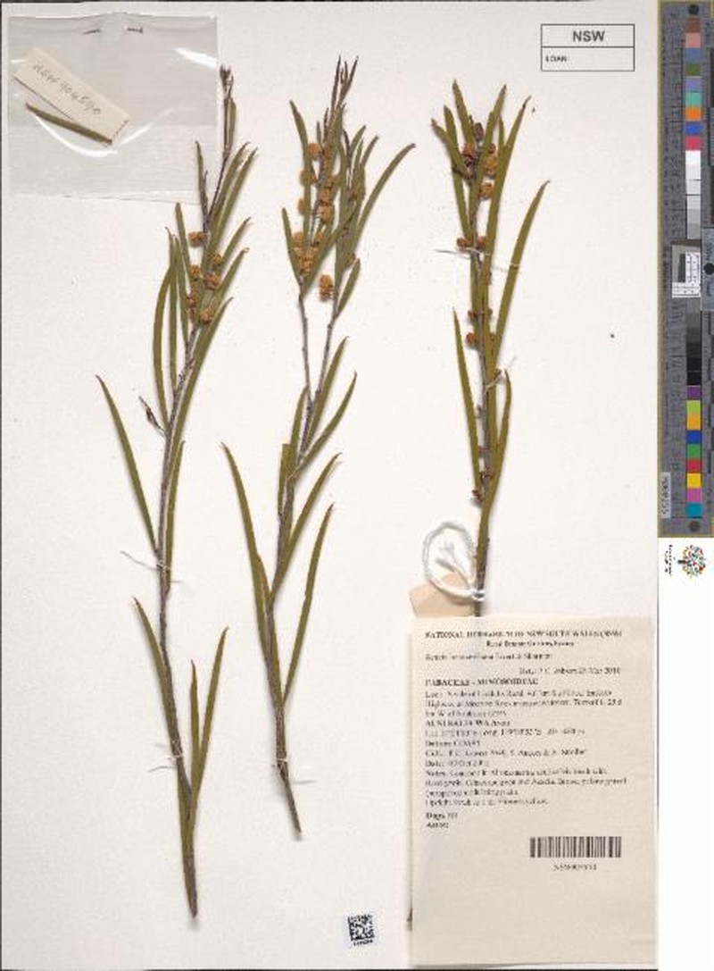 Acacia beauverdiana photo 3