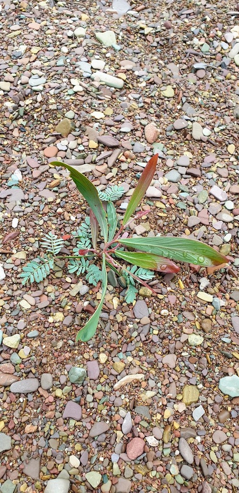 Barrier Range Wattle photo 3