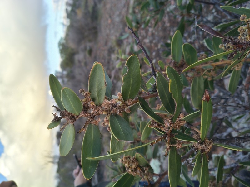 Barrier Range Wattle photo 4