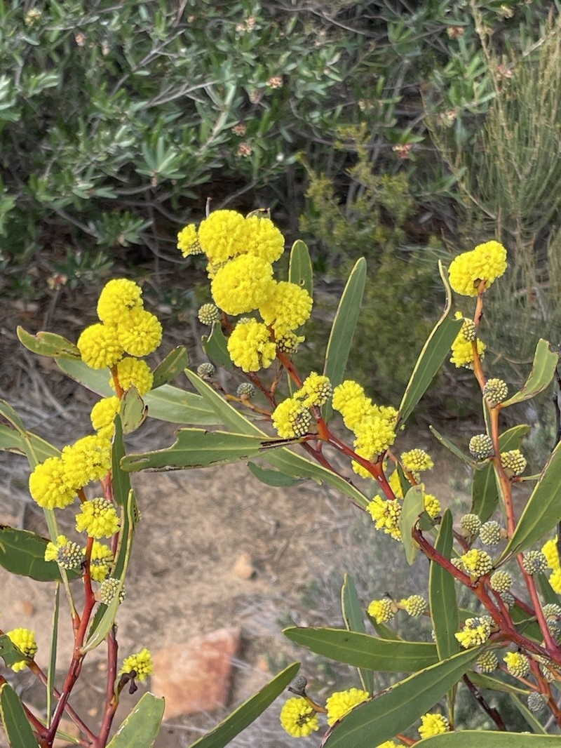 Barrier Range Wattle photo 5