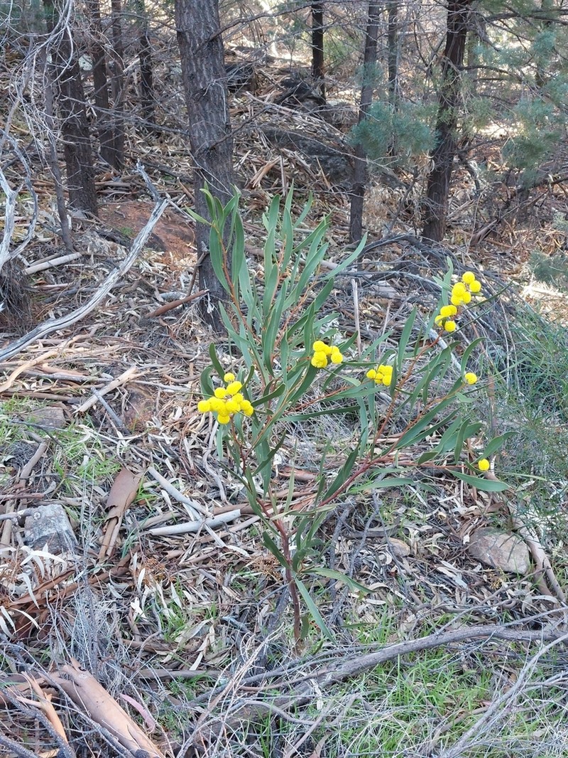 Barrier Range Wattle photo 6