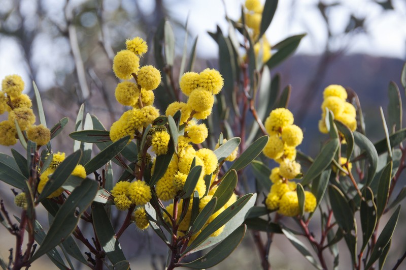 Barrier Range Wattle photo 7