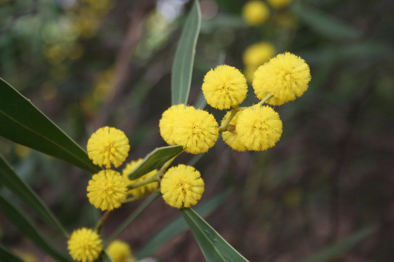 Barrier Range Wattle