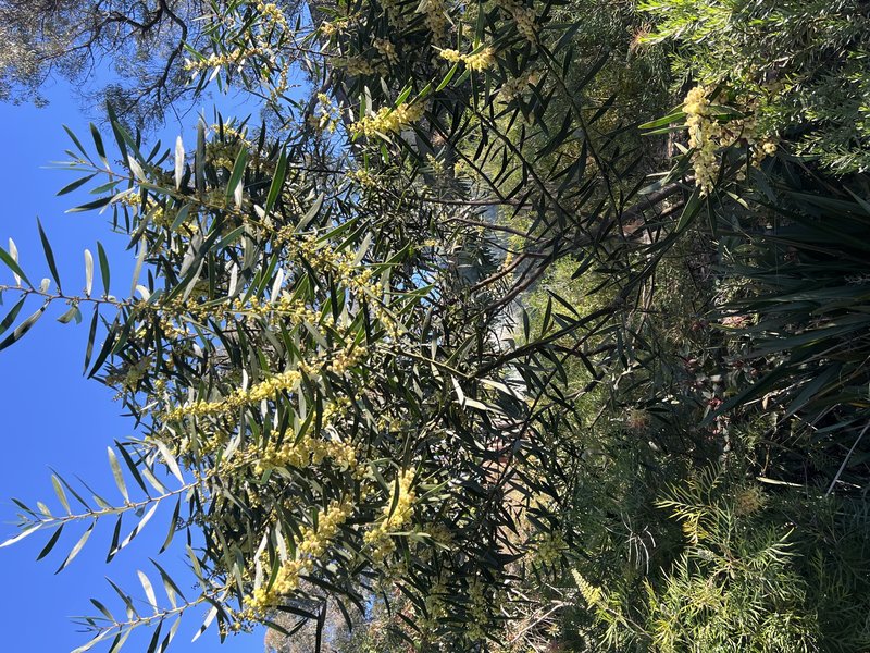 Barrier Range Wattle photo 2