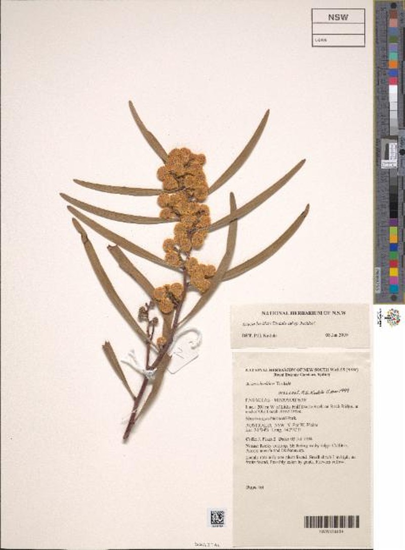 Acacia beckleri subsp. beckleri