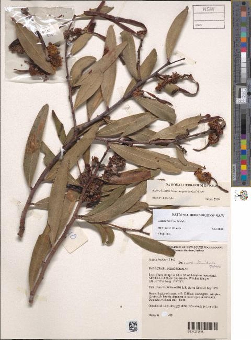 Acacia beckleri subsp. megaspherica photo 2