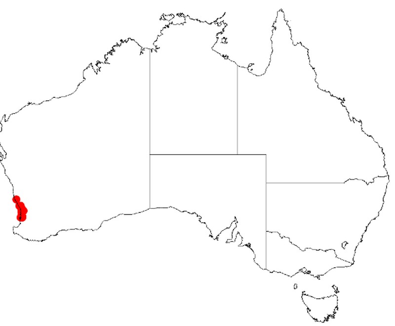 Acacia benthamii
