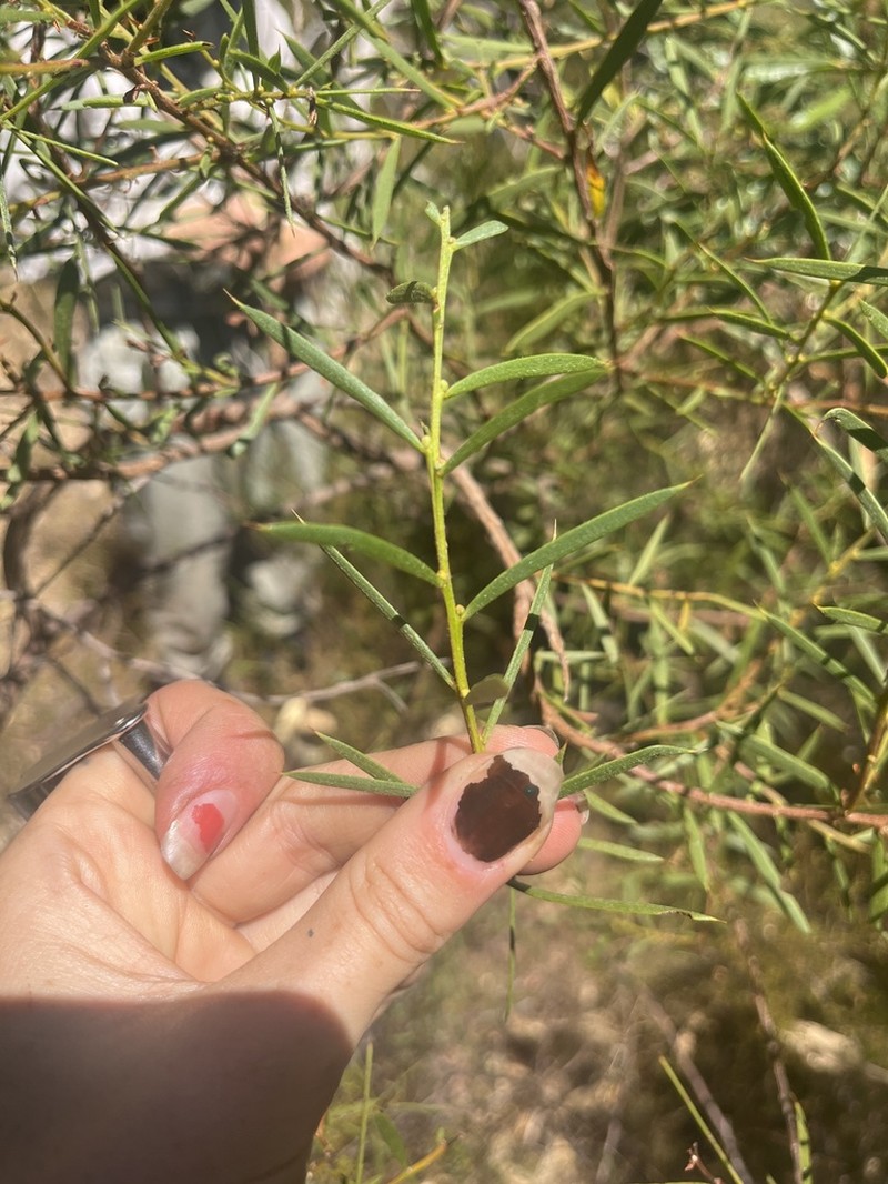 Acacia benthamii photo 2