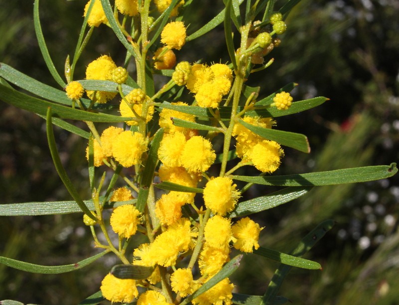 Acacia besleyi