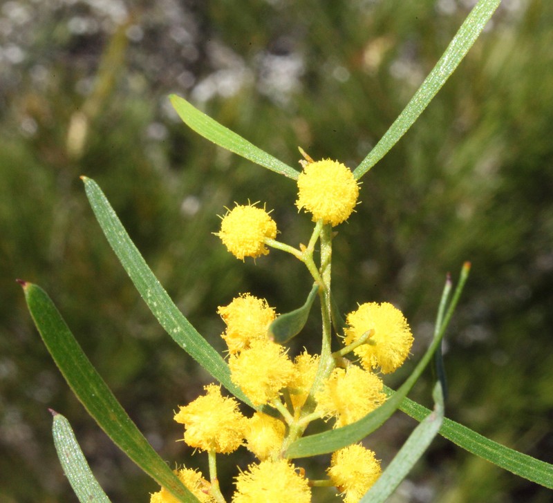 Acacia besleyi photo 2