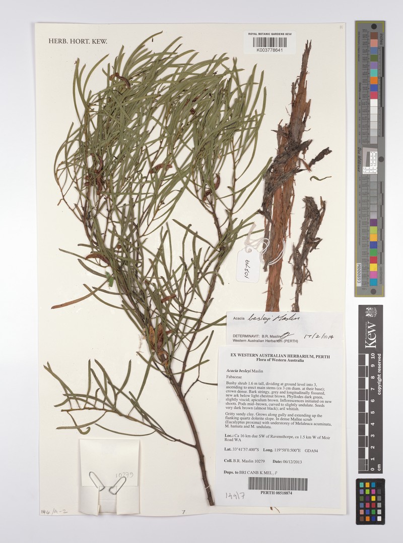 Acacia besleyi photo 3