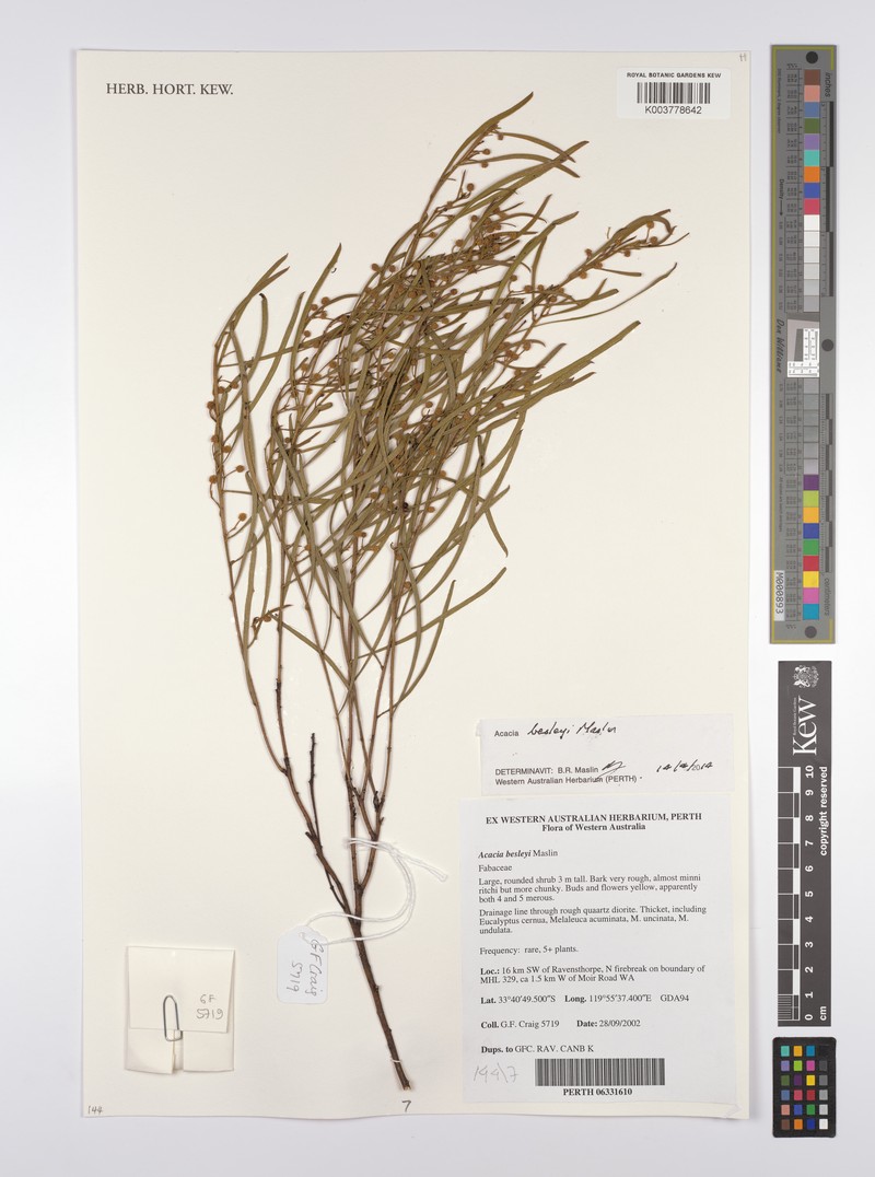 Acacia besleyi photo 4
