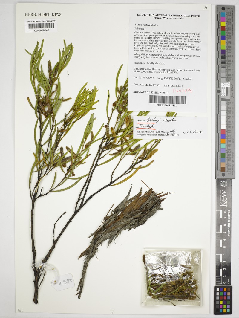 Acacia besleyi photo 5