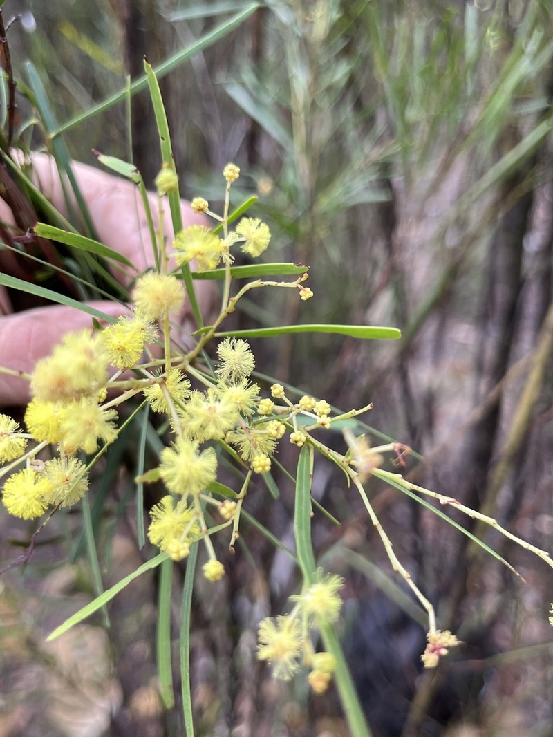 Acacia betchei photo 2