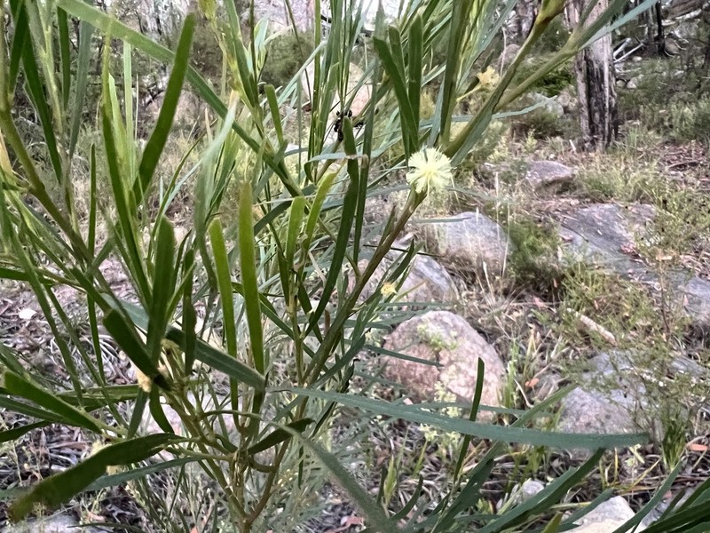 Acacia betchei photo 3