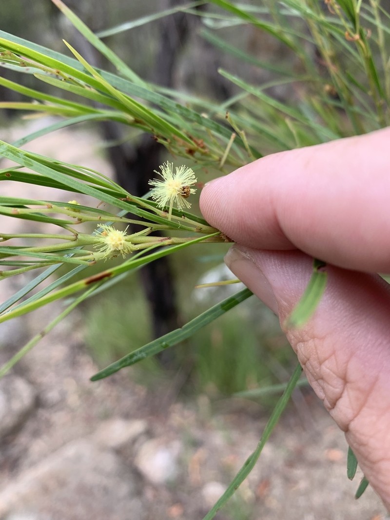 Acacia betchei photo 4