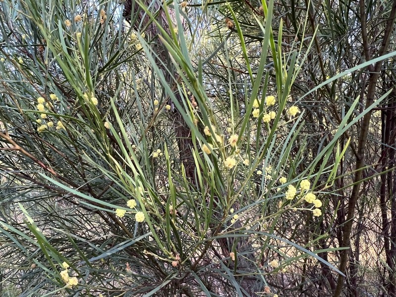 Acacia betchei photo 5