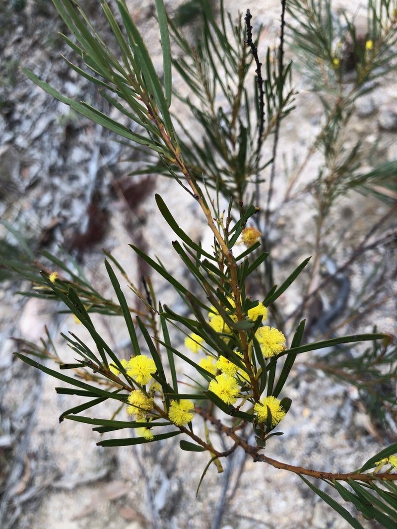 Acacia betchei photo 6