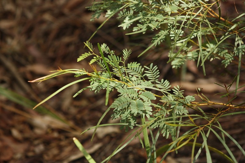 Acacia betchei photo 7