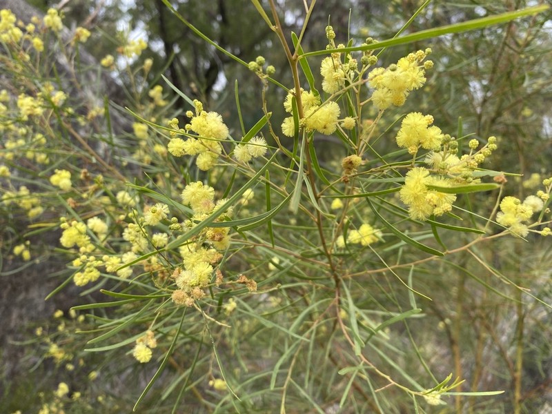 Acacia betchei photo 8