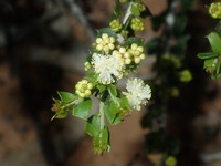Acacia bidentata