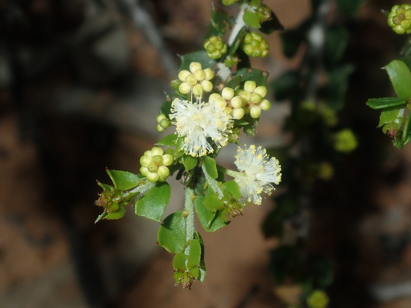 Acacia bidentata