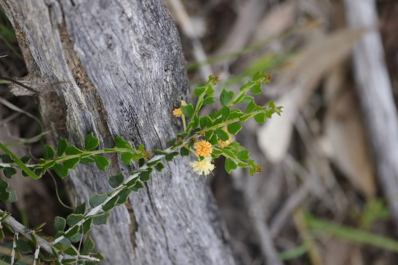 Acacia bidentata photo 2