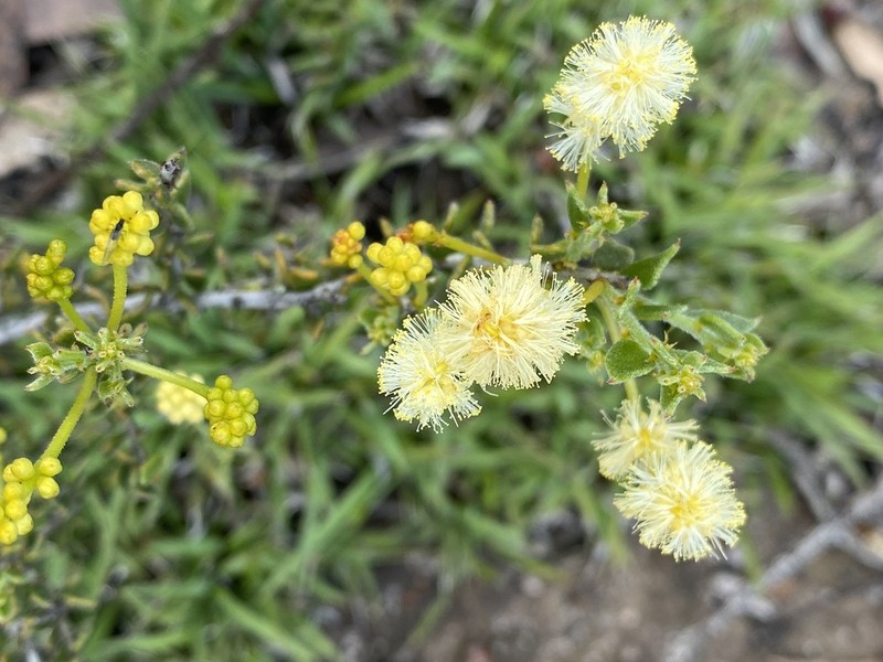 Acacia bidentata photo 3