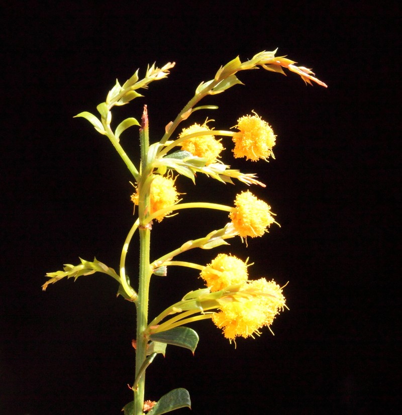 Acacia bidentata photo 4