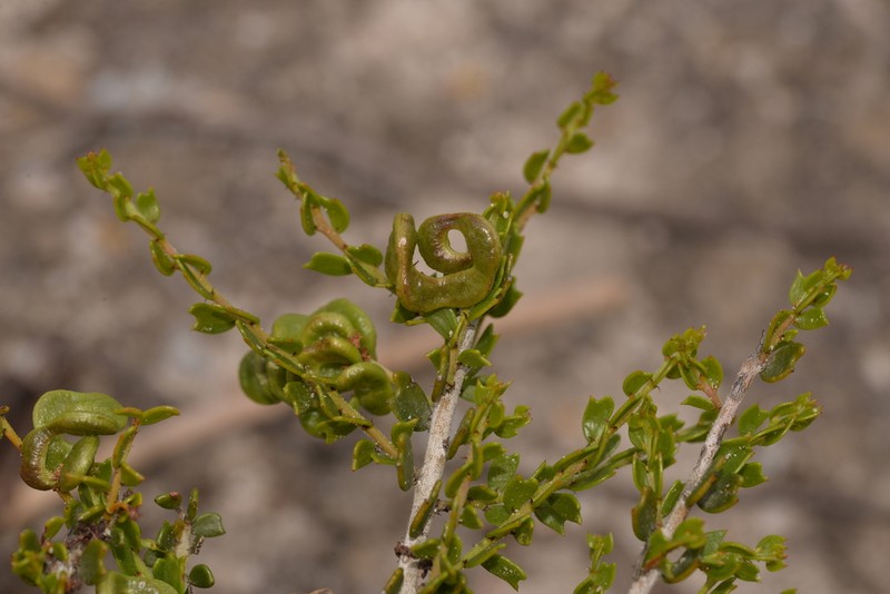 Acacia bidentata photo 5
