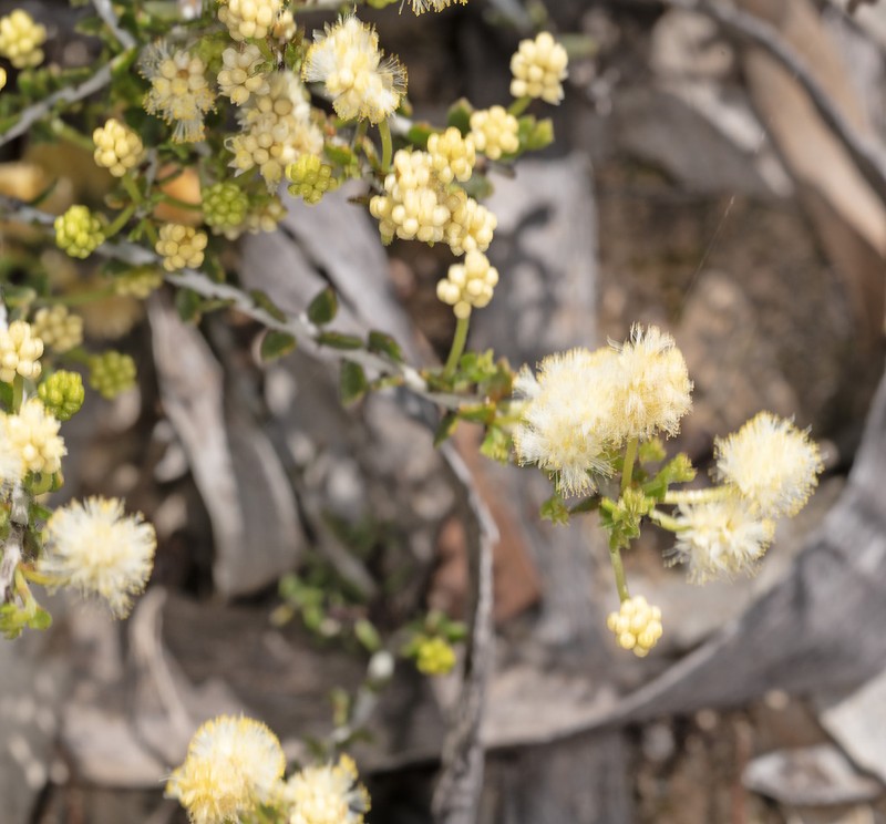 Acacia bidentata photo 6
