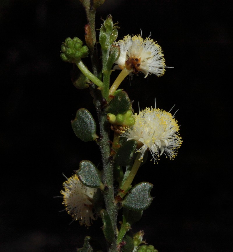 Acacia bidentata photo 7