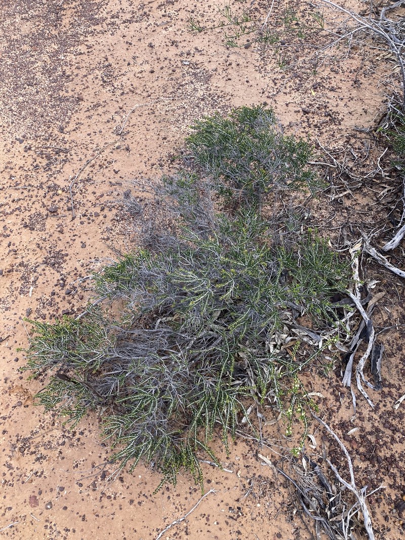 Acacia bidentata photo 8