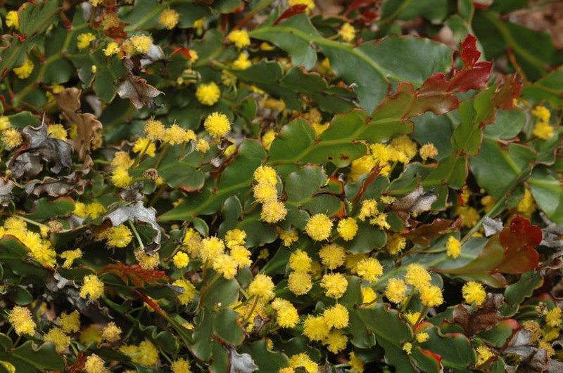 Acacia bifaria